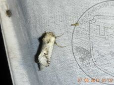 Parahypopta-caestrum_лёт_1